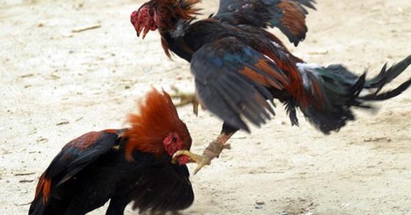 Persyaratan Mutlak Yang Harus Dipunyai Ayam Petarung